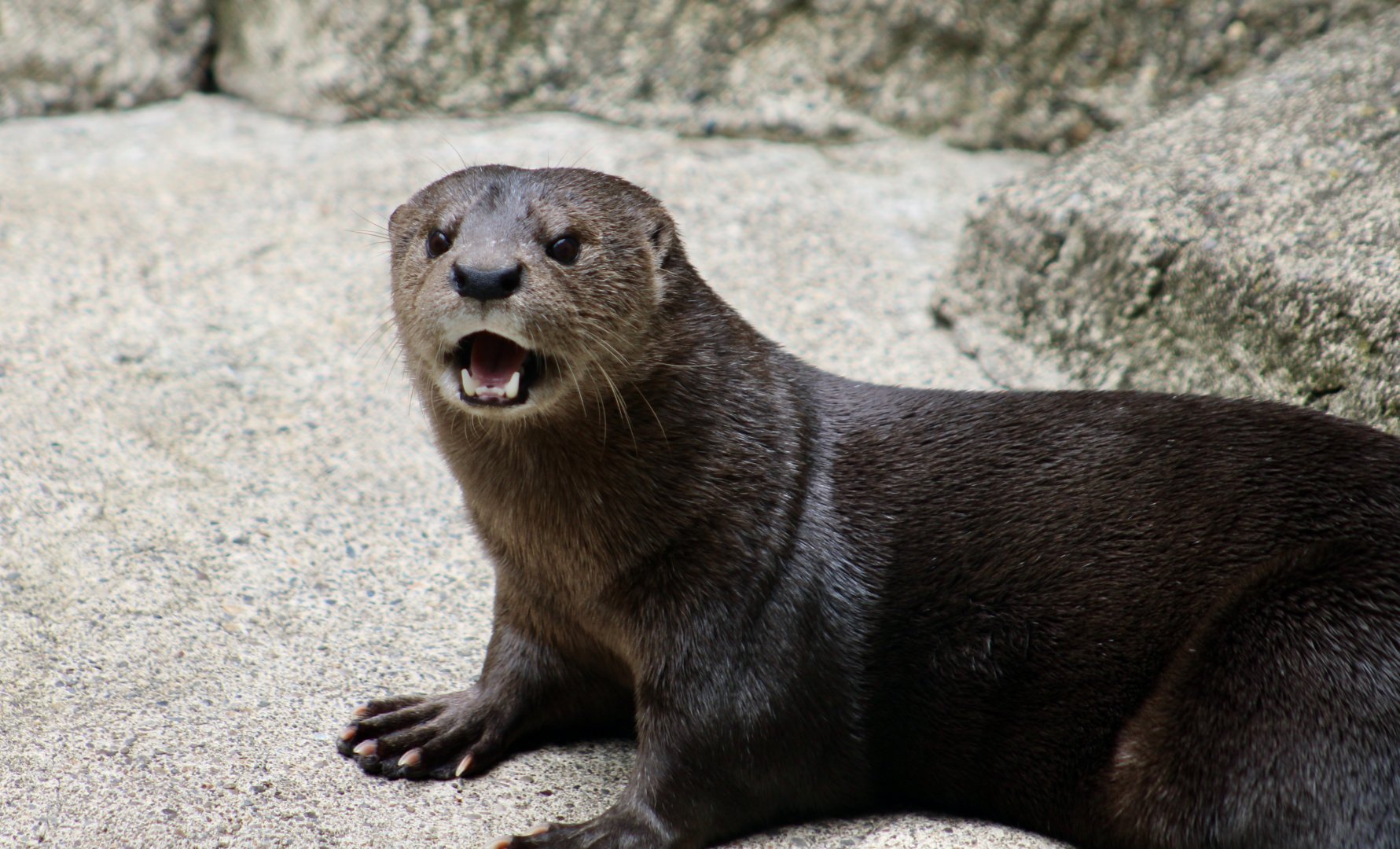 Spotted-Necked Otter (Hydrictis maculicollis)