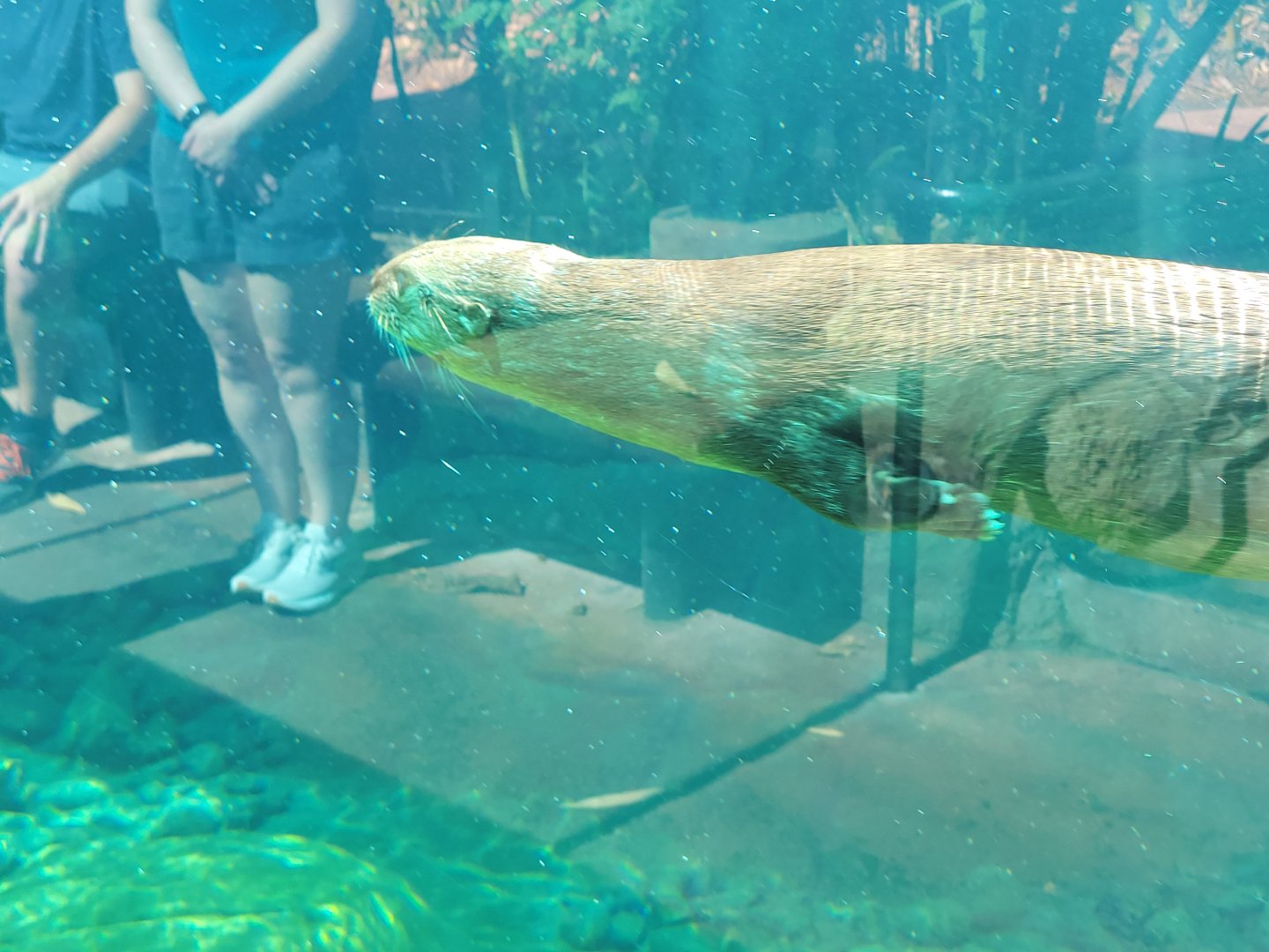 Spotted-Necked Otter(Hydrictis maculicollis)