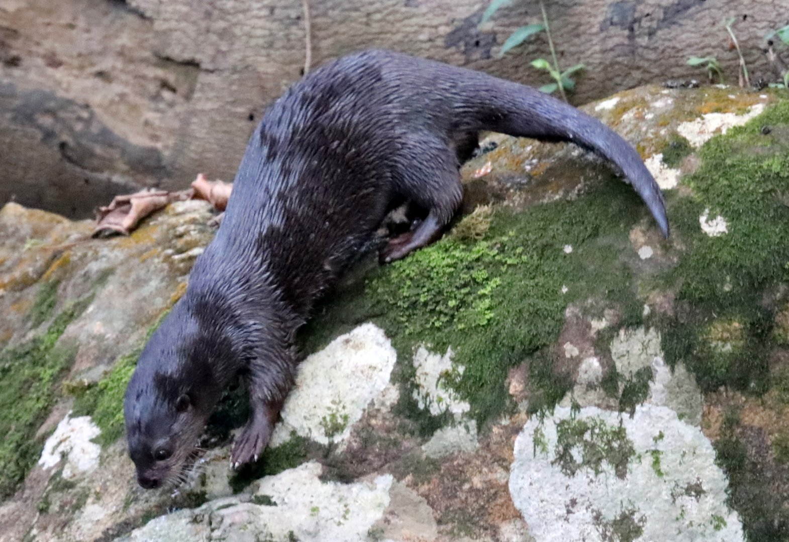 spotted-necked otter (Hydrictis maculicollis)