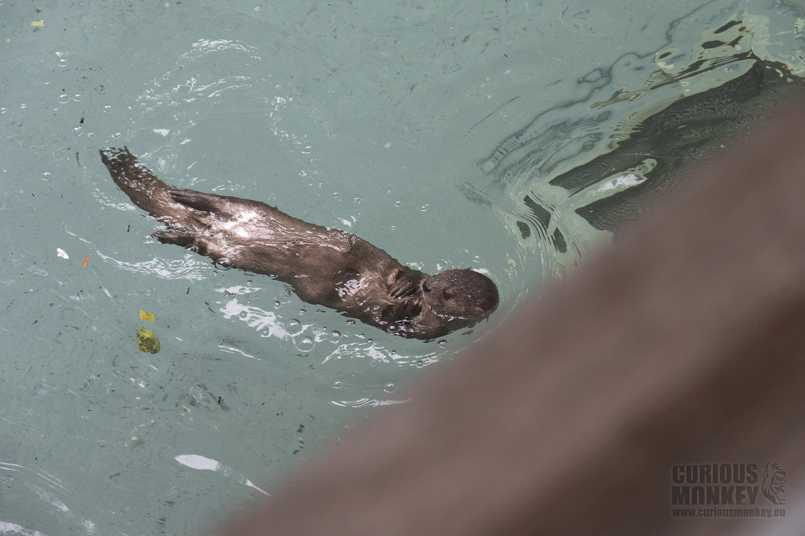 Spotted-Necked Otter (lutra maculicollis) 17/21