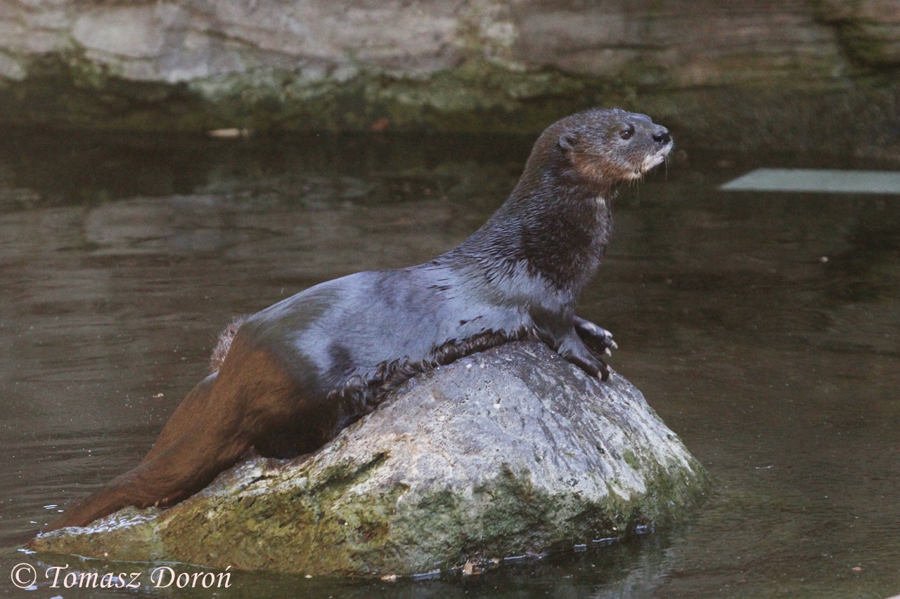 Spotted-necked Otter (Lutra maculicollis), August 2016