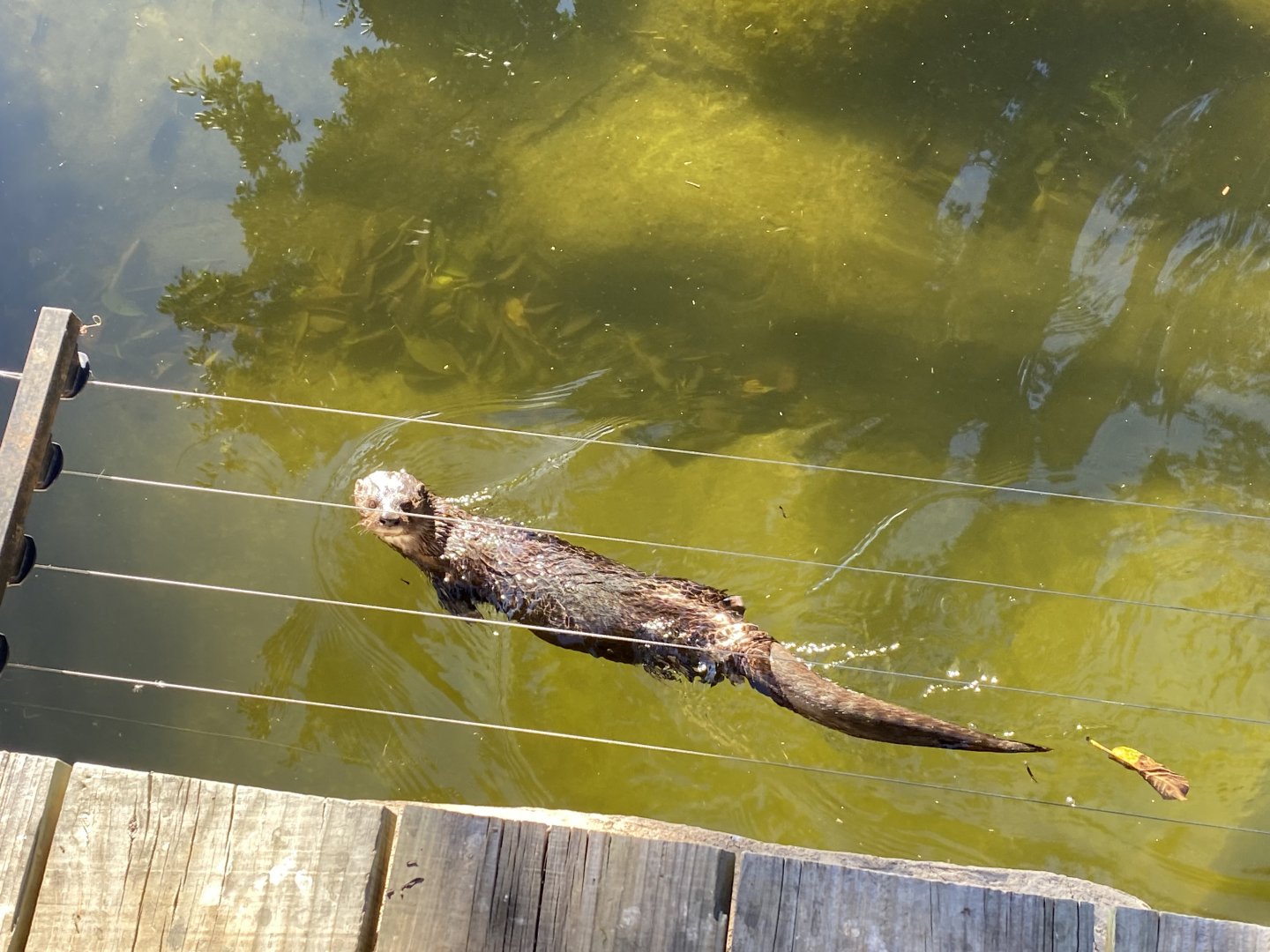 Spotted-necked otter swimming