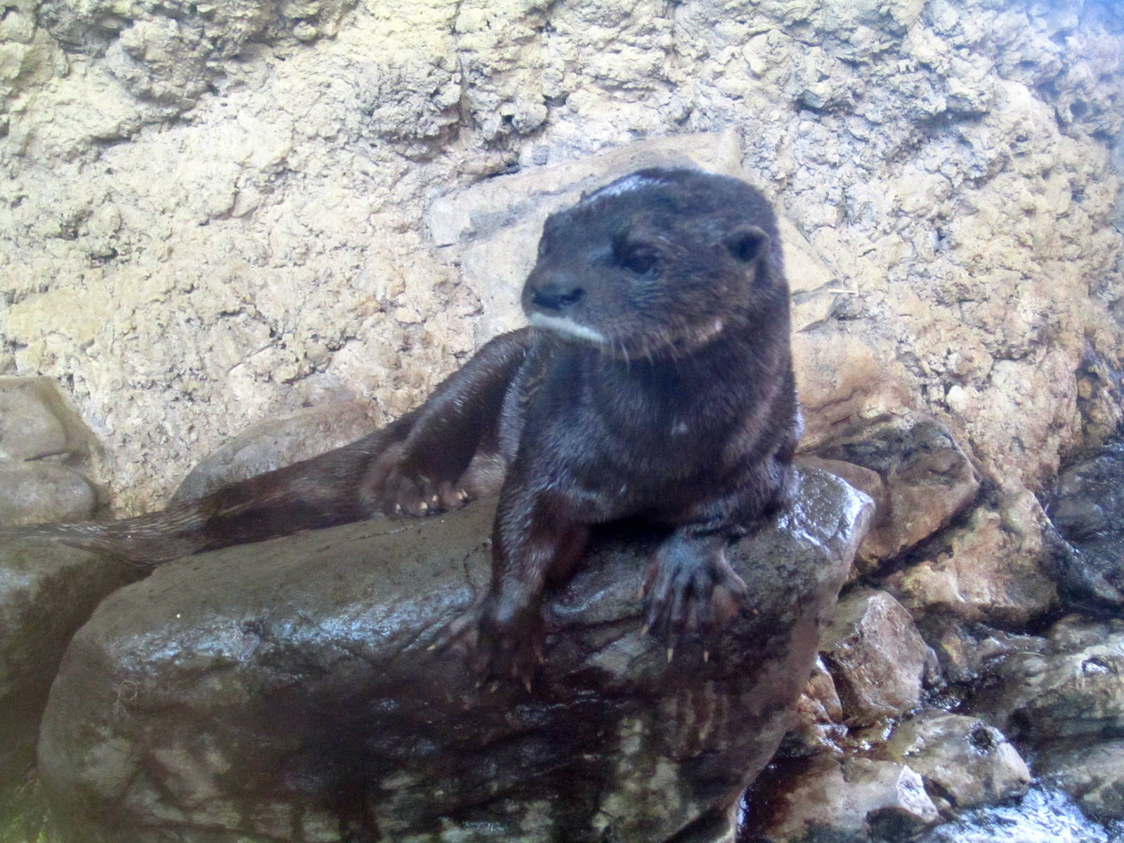 Spotted Necked Otter