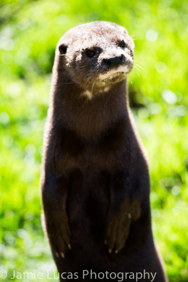 Spotted-necked otter