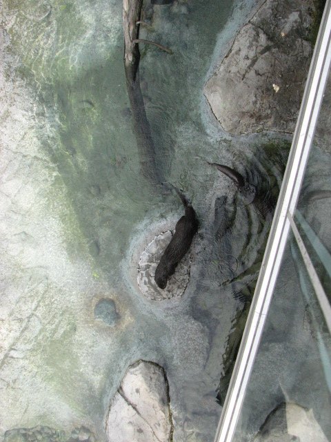 Spotted-necked Otter