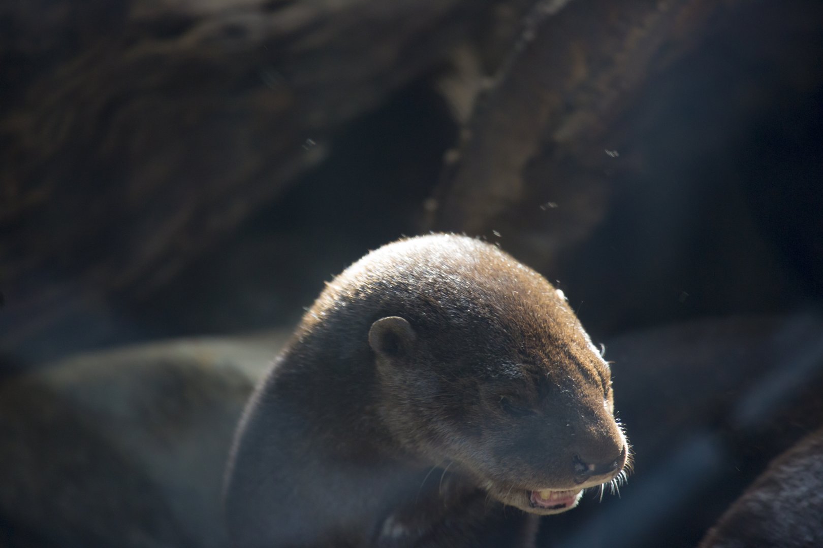 Spotted Necked Otter