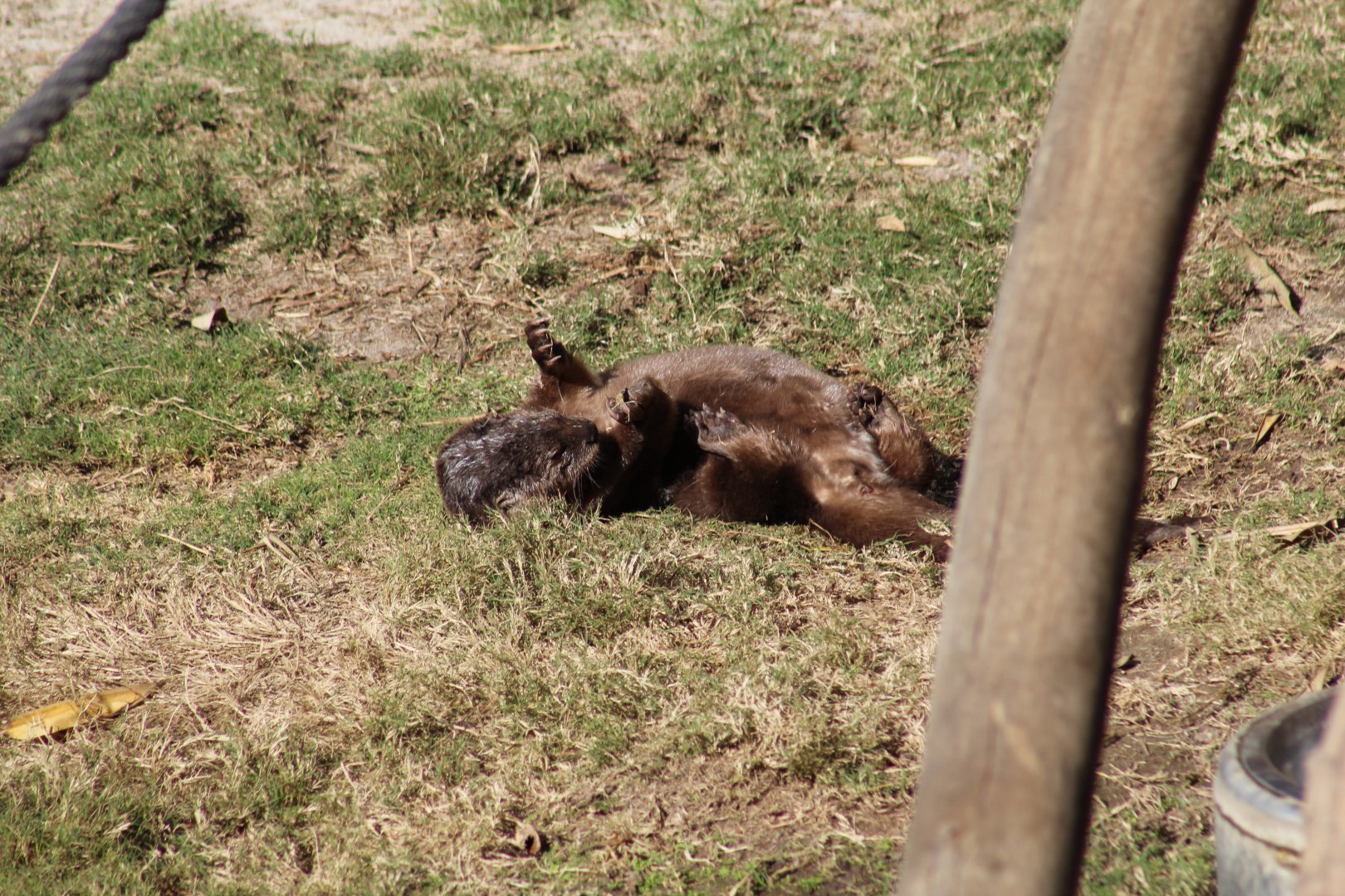 Spotted-Necked Otter