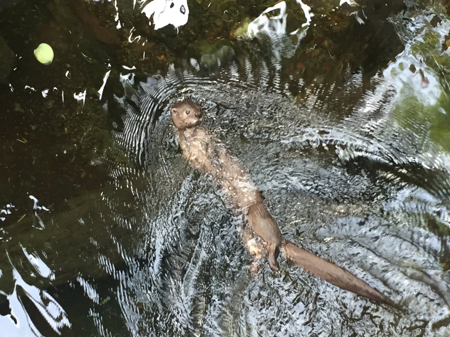 Spotted necked otter