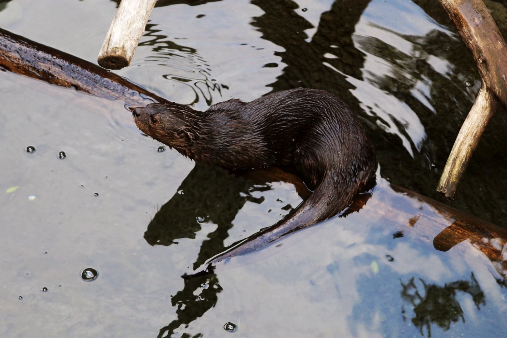 Spotted-necked otter
