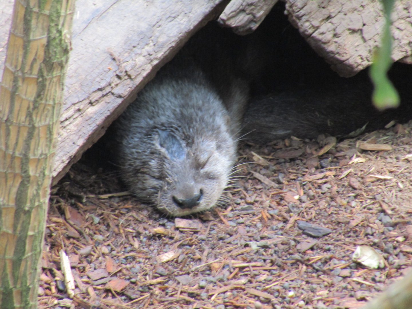 Spotted Necked Otter