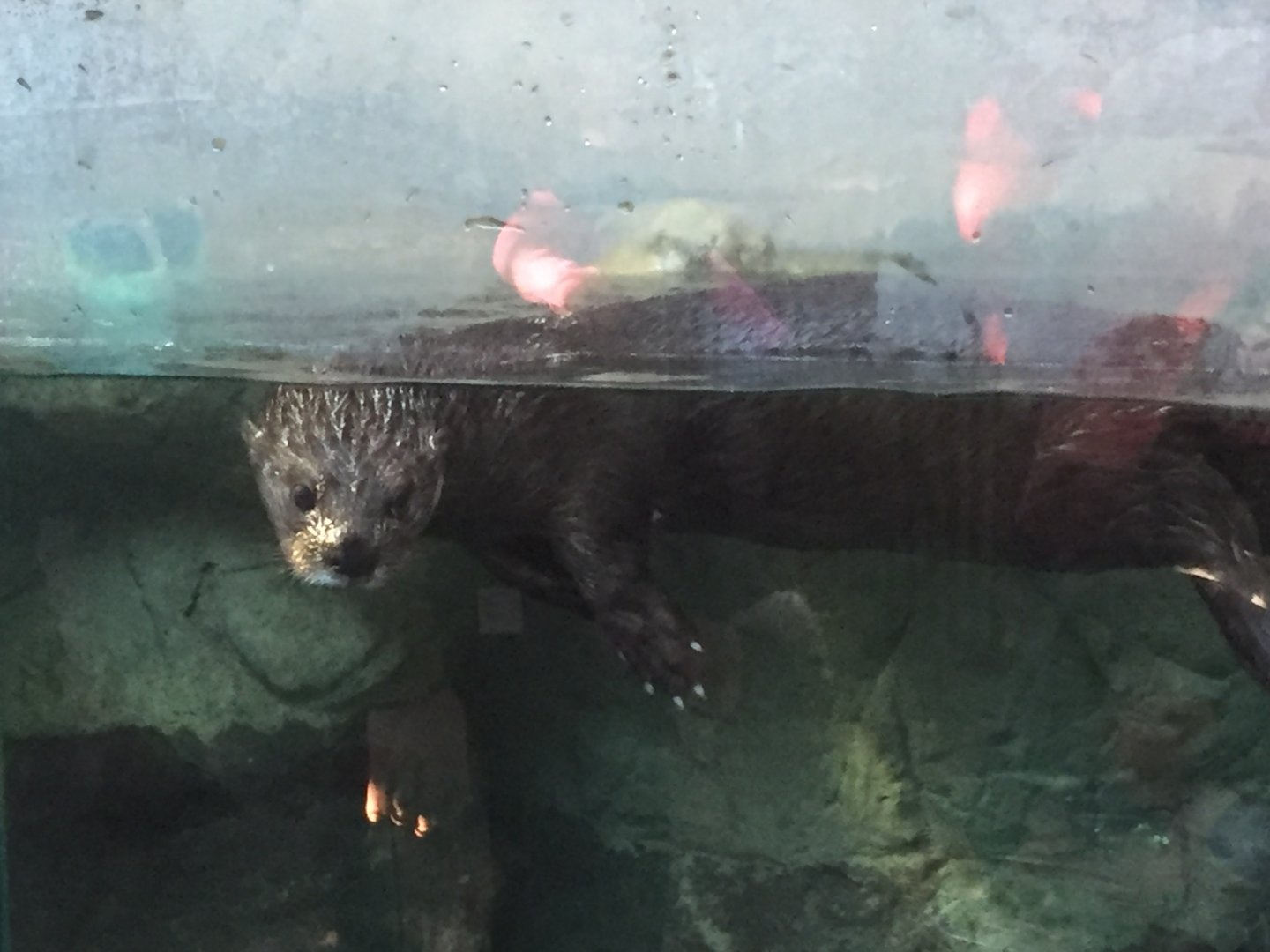 Spotted Necked Otter