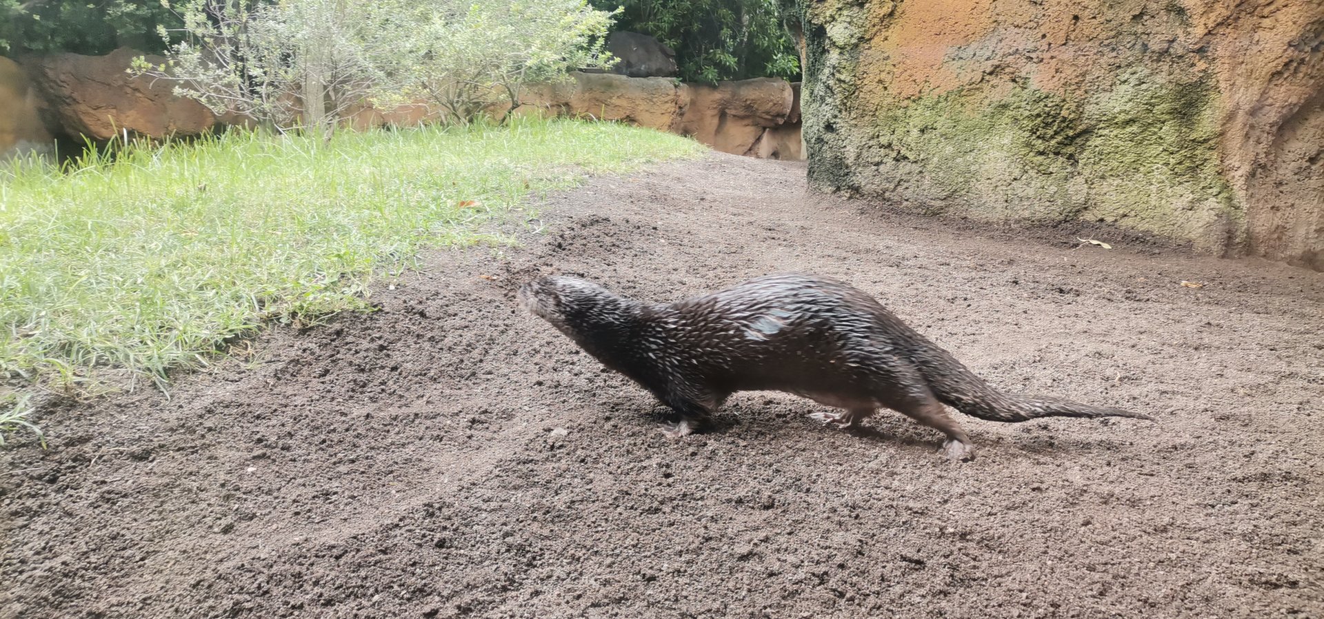 Spotted-necked otter