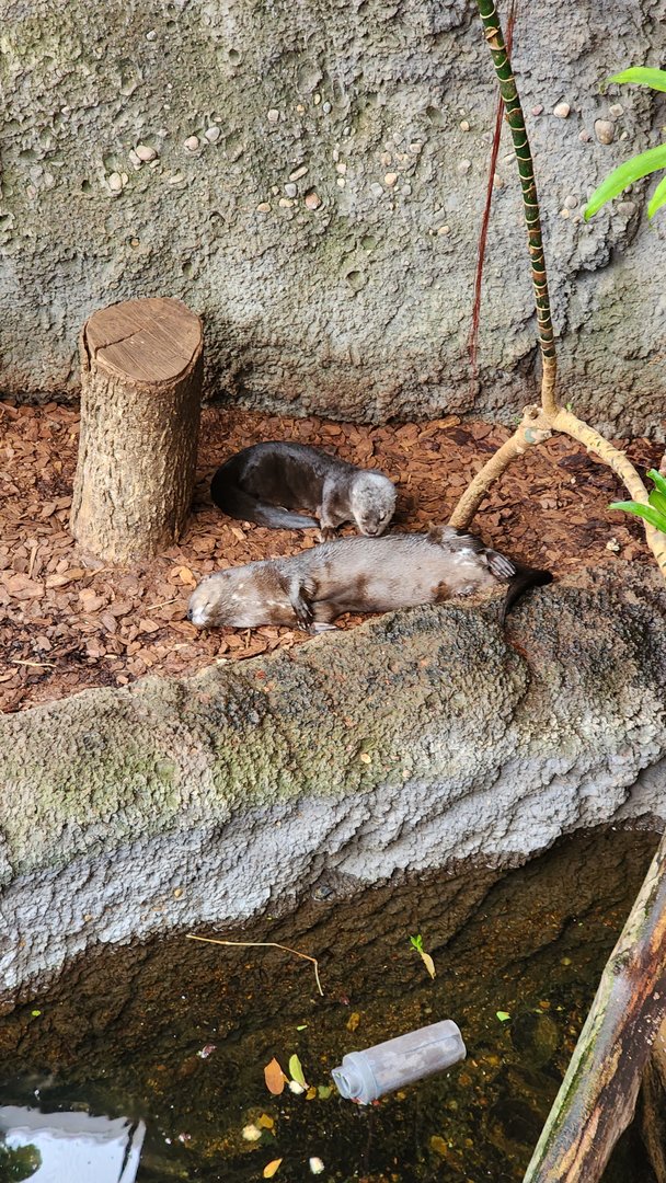 Spotted Necked Otter
