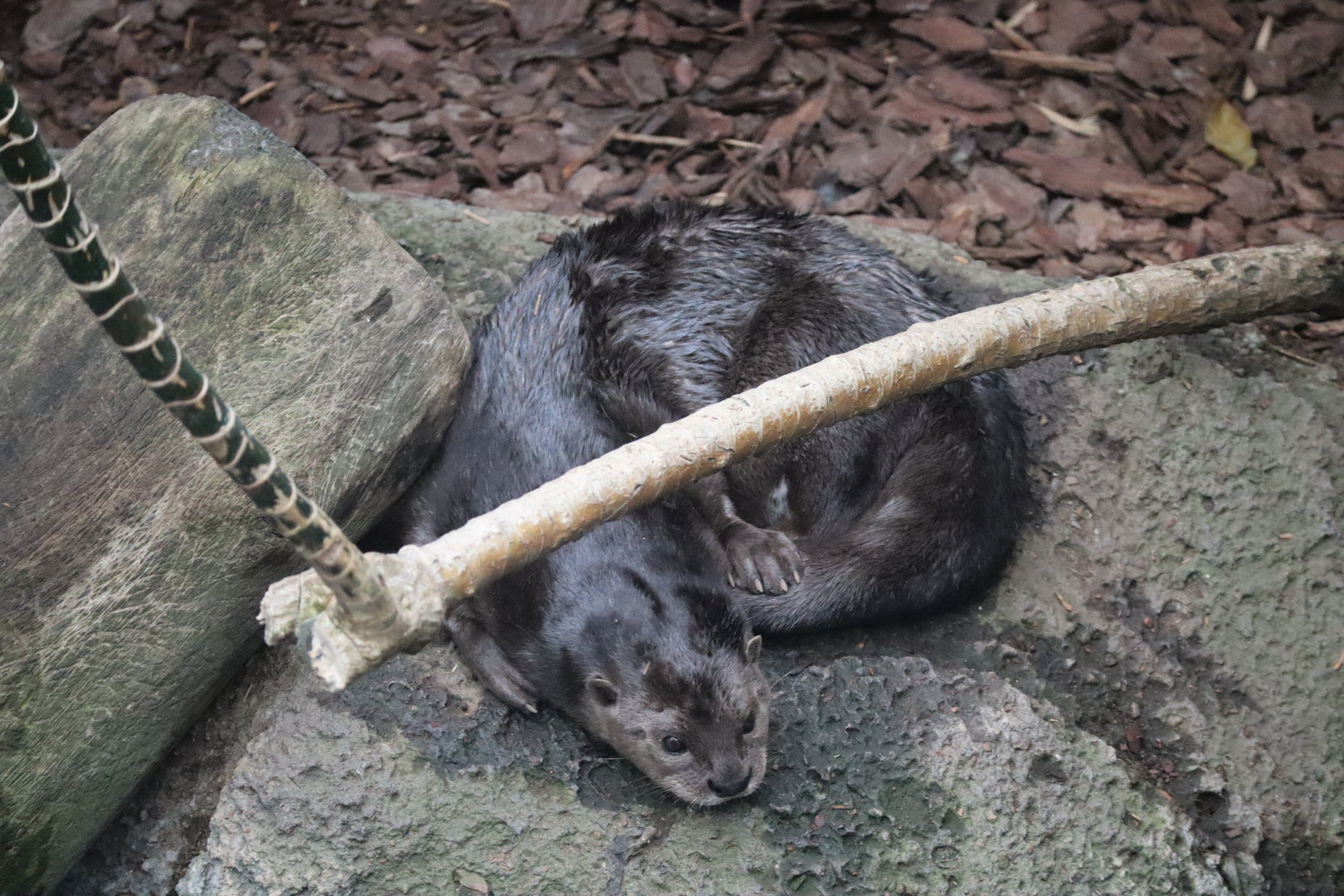 Spotted Necked Otter