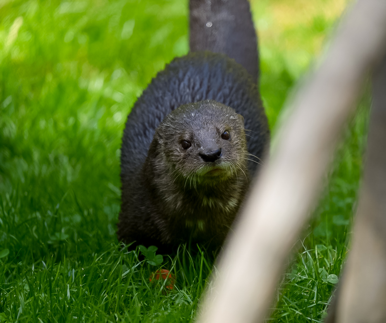Spotted Necked Otter