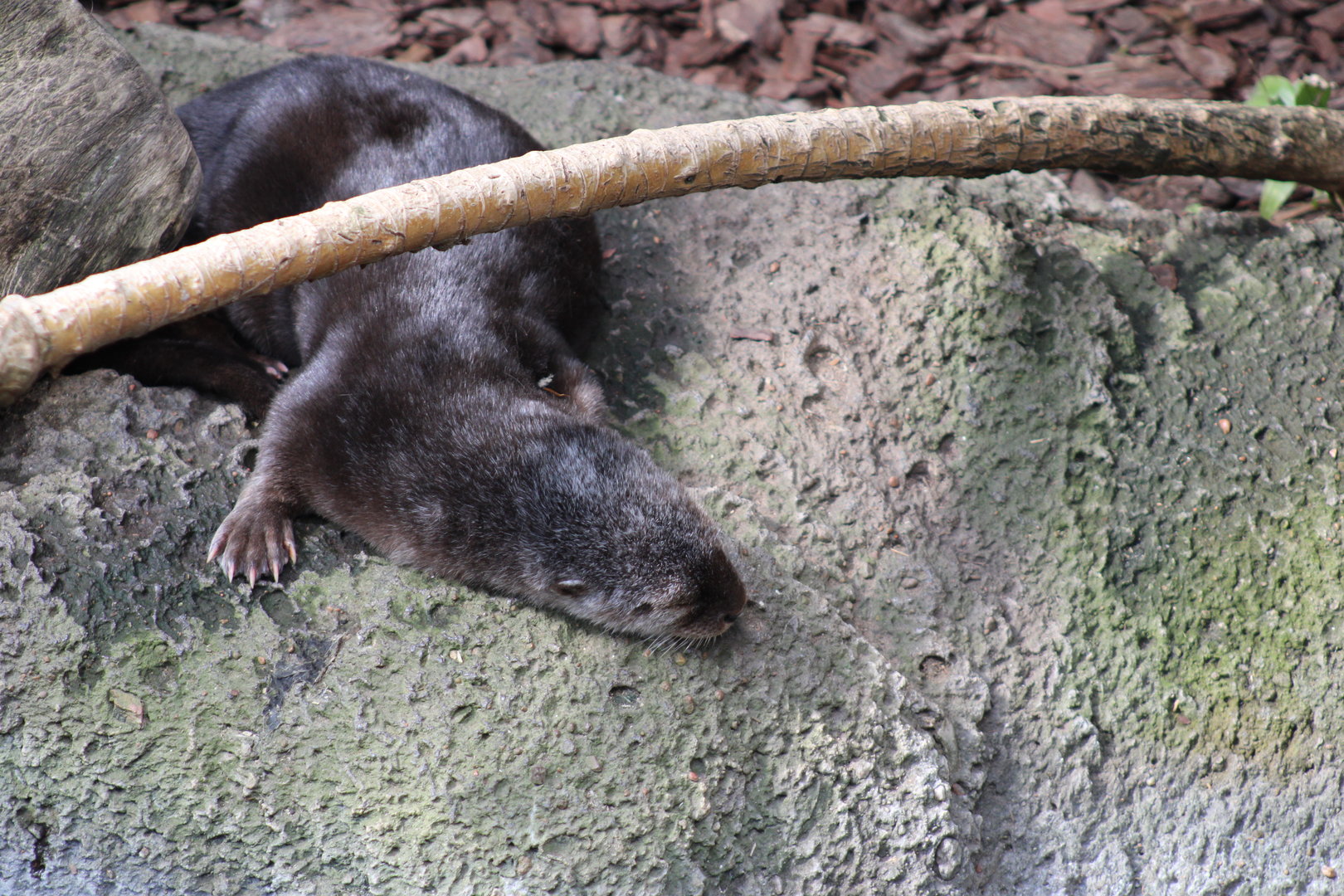 Spotted Necked Otter