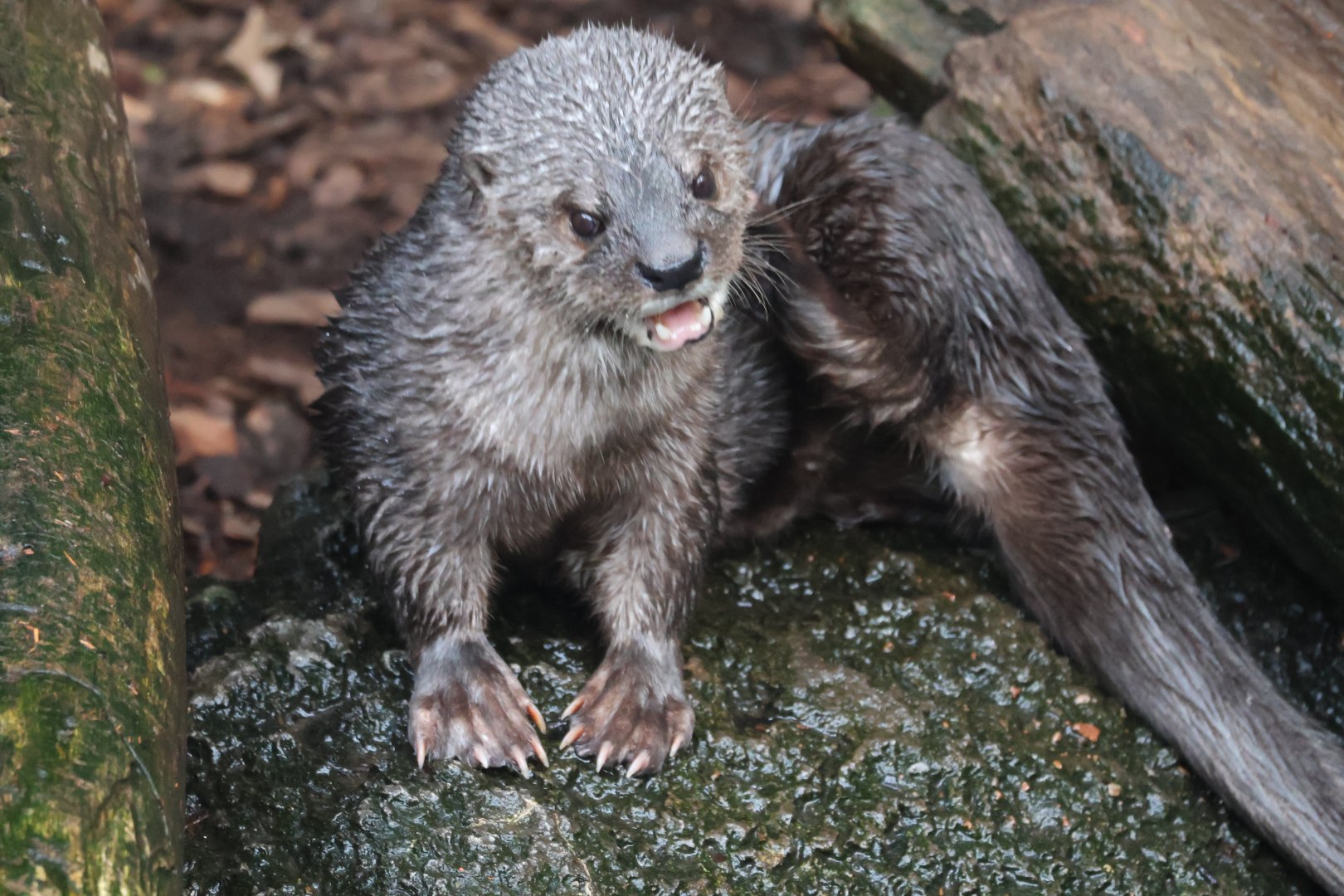Spotted Necked Otter