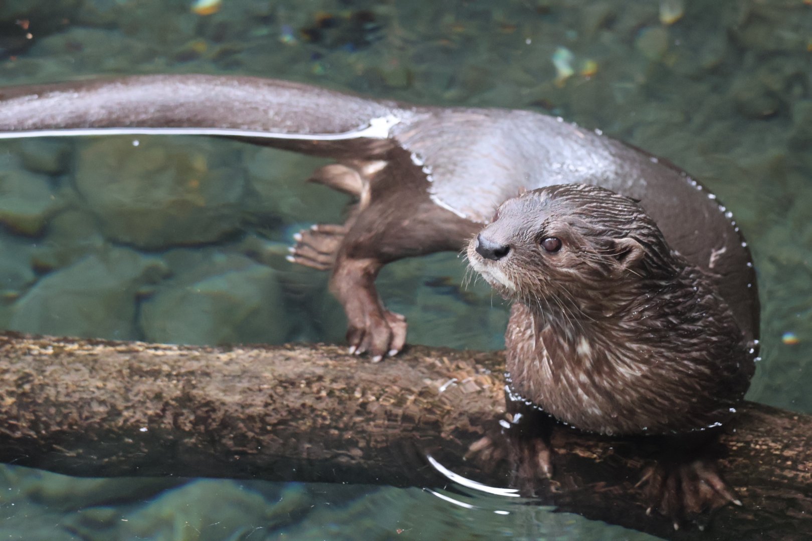 Spotted Necked Otter