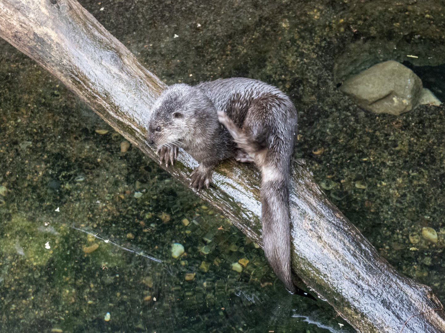 Spotted-necked Otter