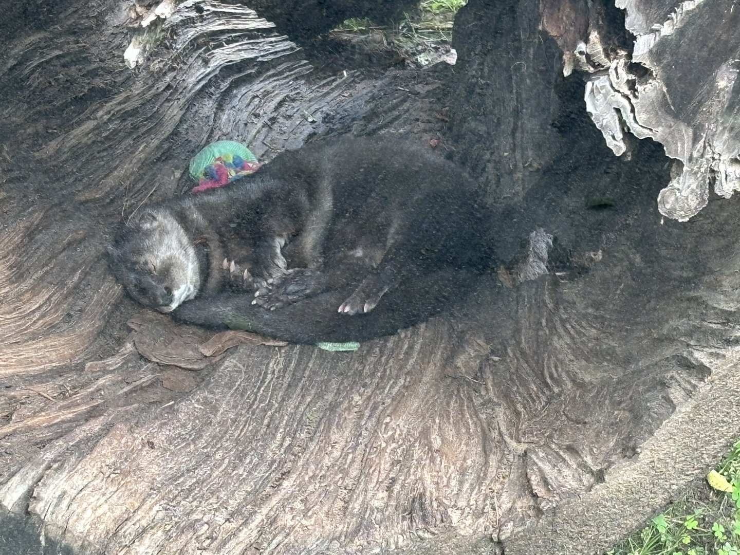 Spotted Necked Otter