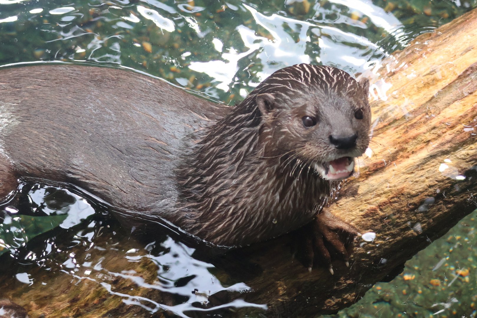 Spotted Necked Otter