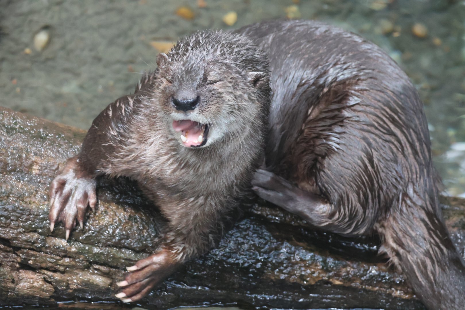 Spotted Necked Otter