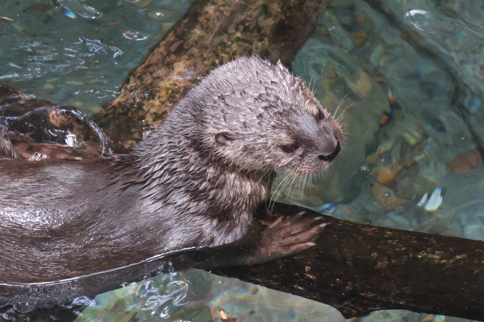 Spotted Necked Otter