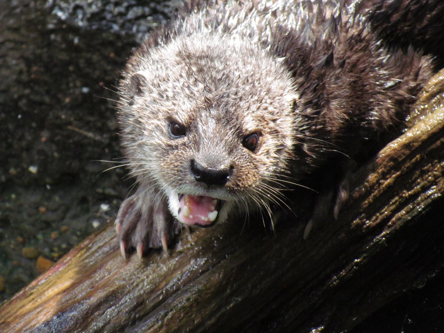 Spotted-necked Otter