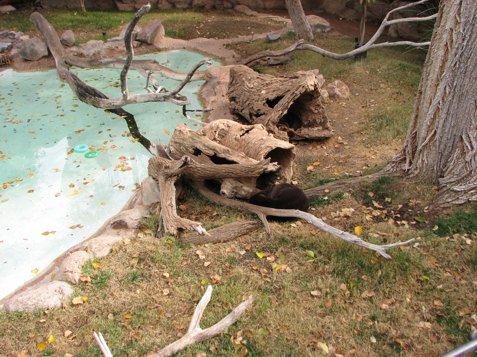 Spotted Necked Otter