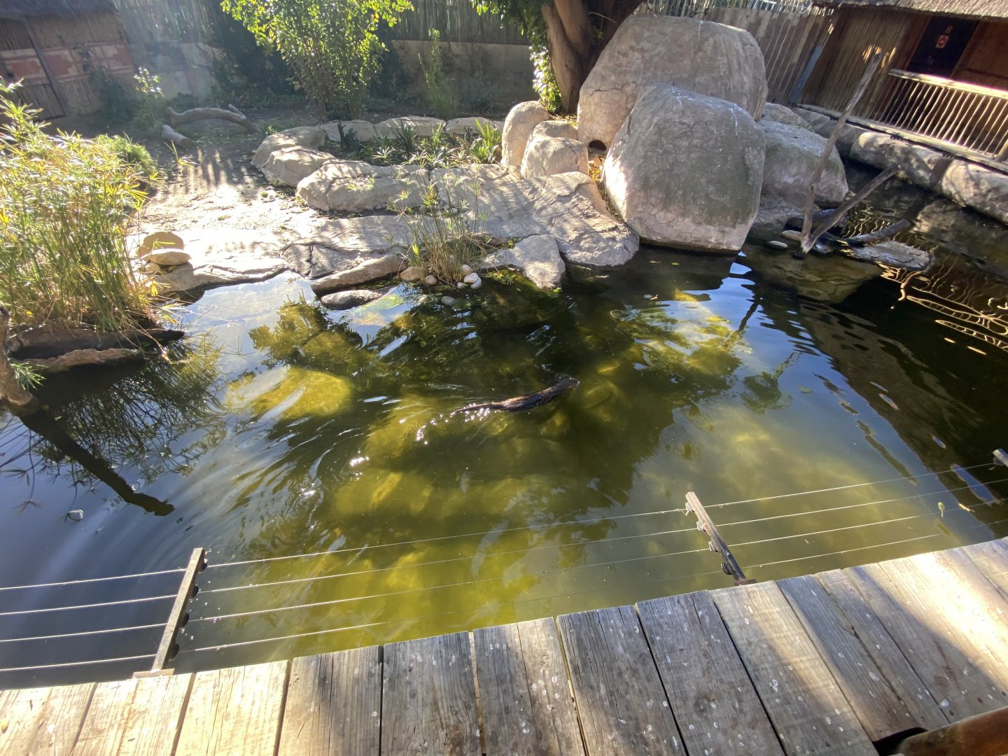 Spotted-necked otter