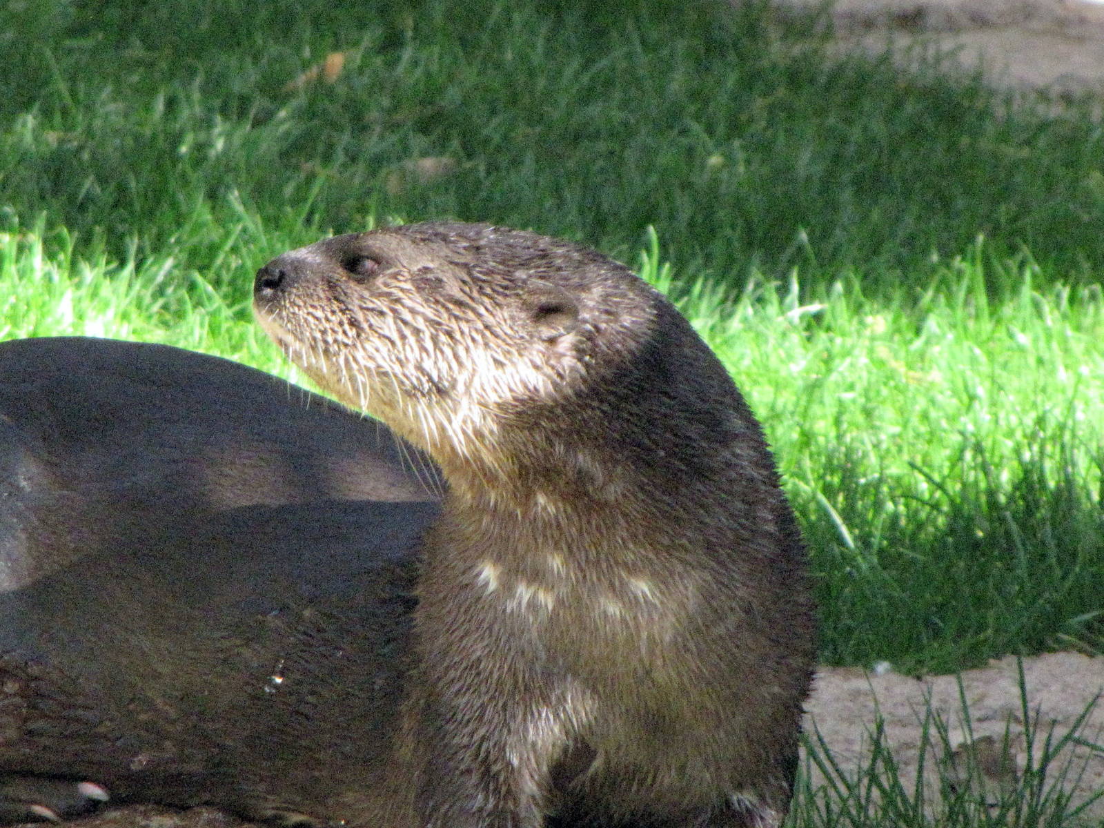 Spotted-Necked Otter