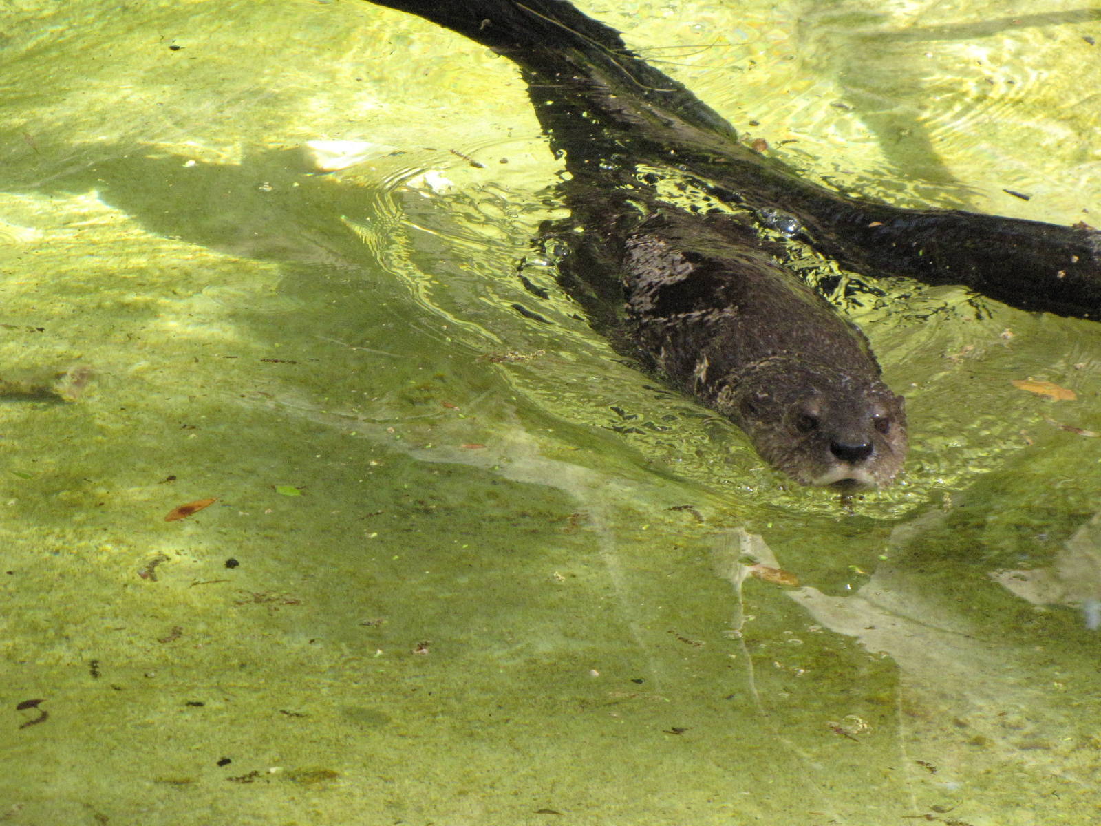 Spotted-Necked Otter