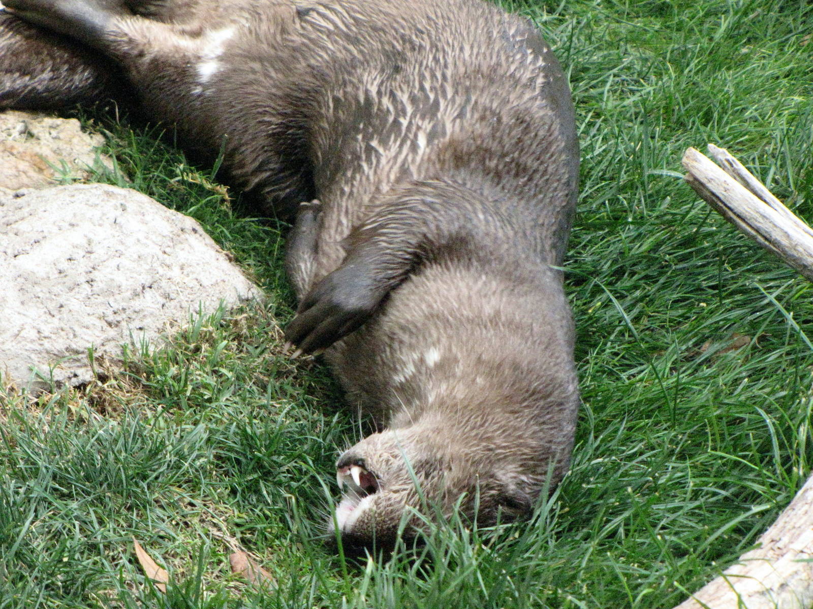 Spotted-Necked Otter