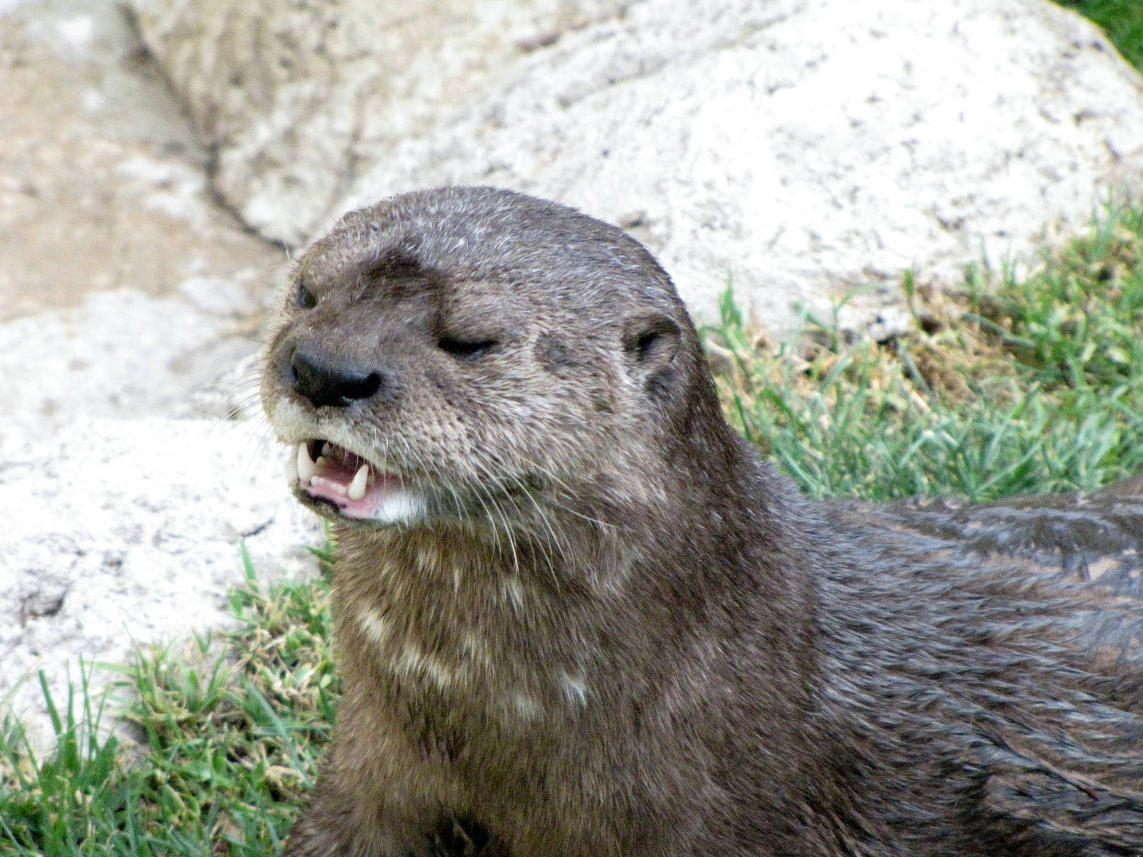 Spotted-Necked Otter