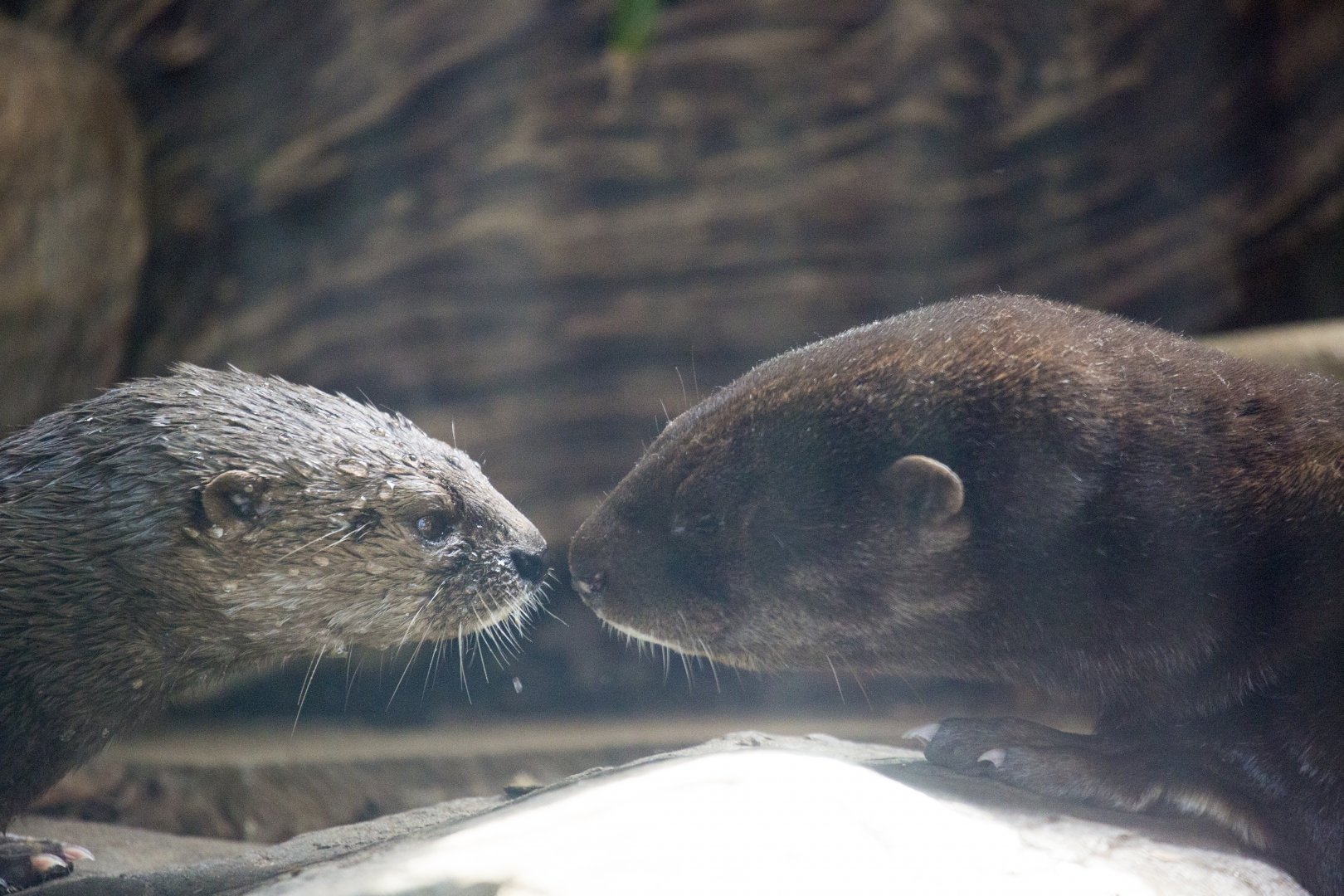 Spotted Necked Otters