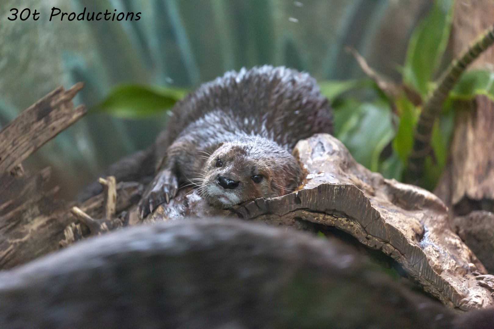 Spotted Necked Otters