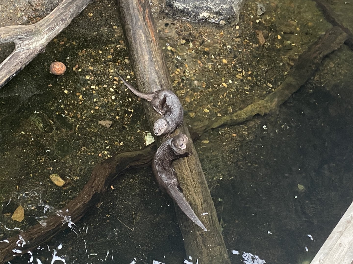 Spotted-Necked Otters