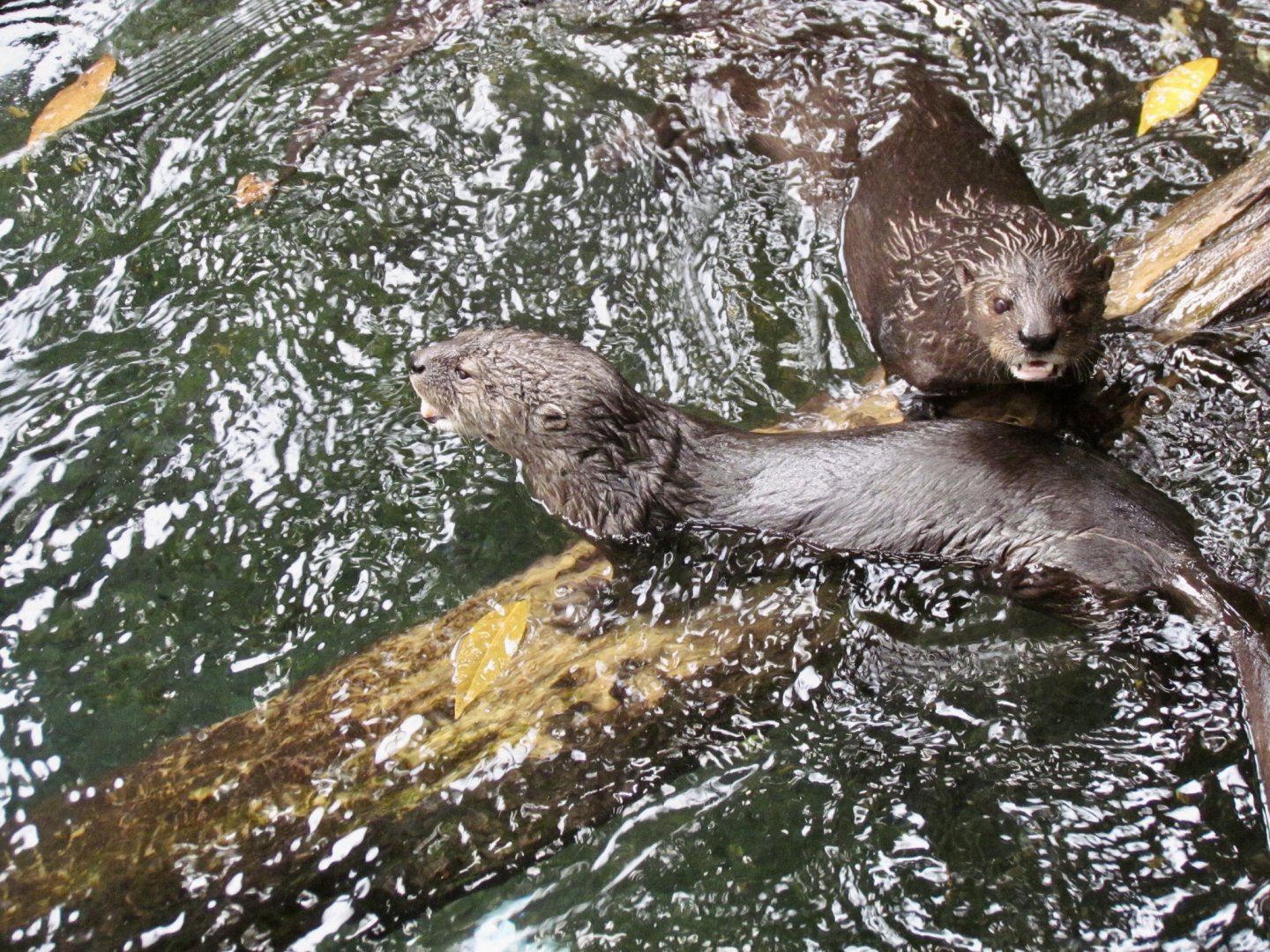 Spotted-necked Otters