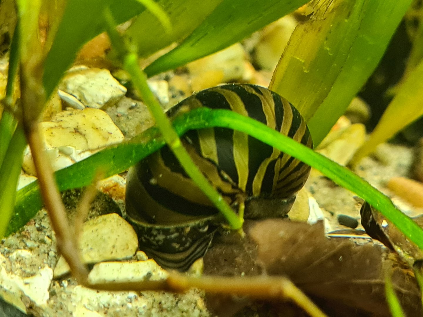Spotted nerite