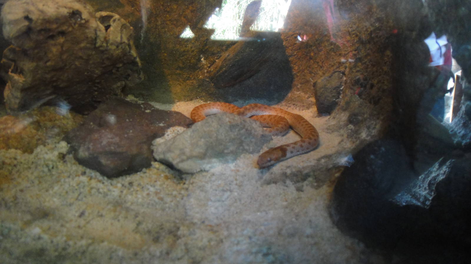 Spotted night snake at North Carolina zoo 2015-1-19