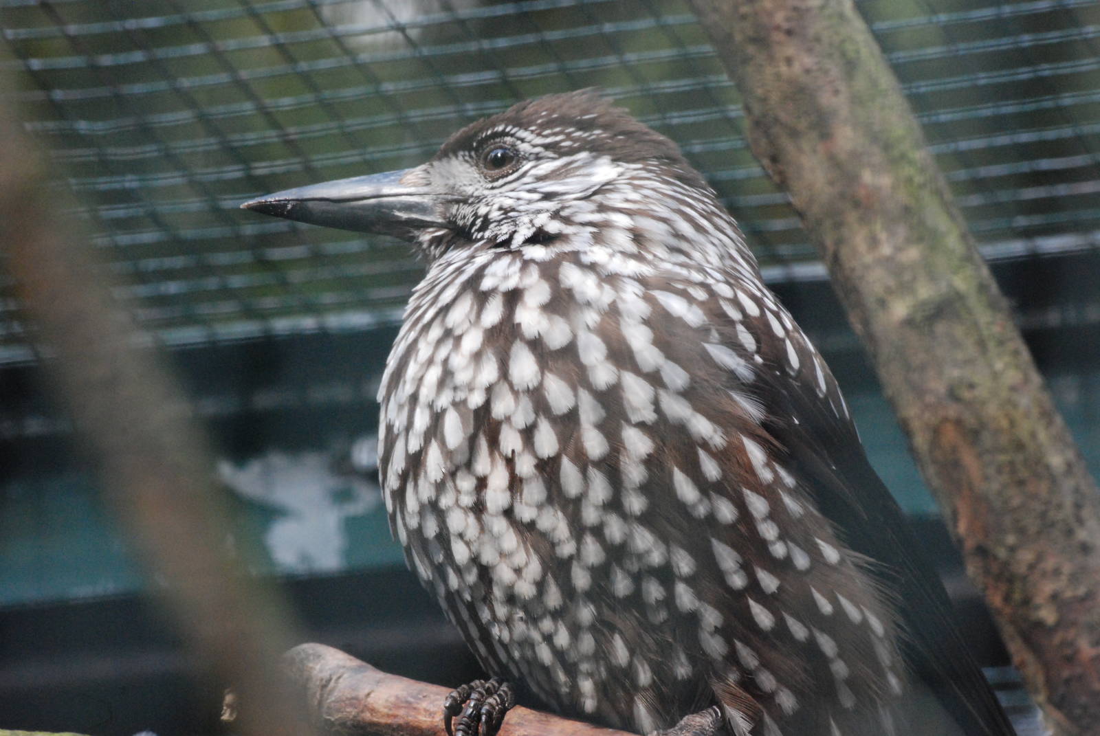 Spotted Nutcracker at Walsrode, 22/03/13