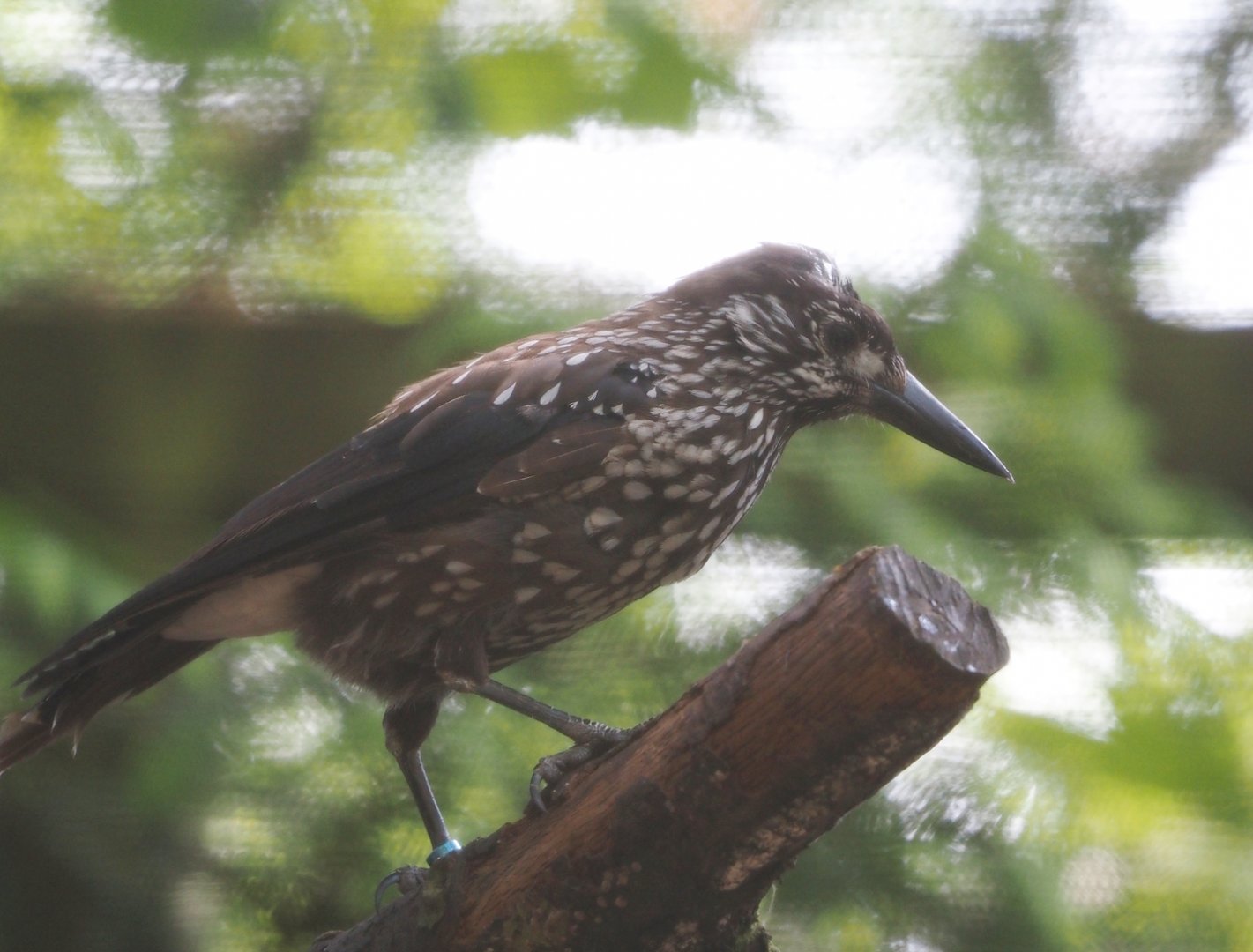 Spotted nutcracker (Nucifraga caryocatactes), 2024-05-21