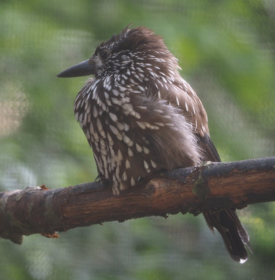 Spotted nutcracker (Nucifraga caryocatactes), 2024-05-21