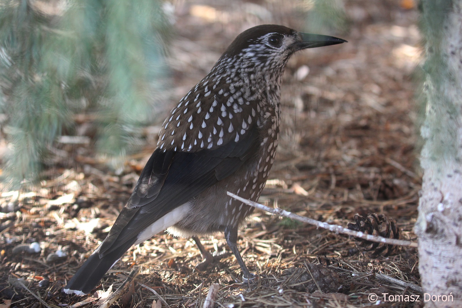 Spotted Nutcracker (Nucifraga caryocatactes), February 2019