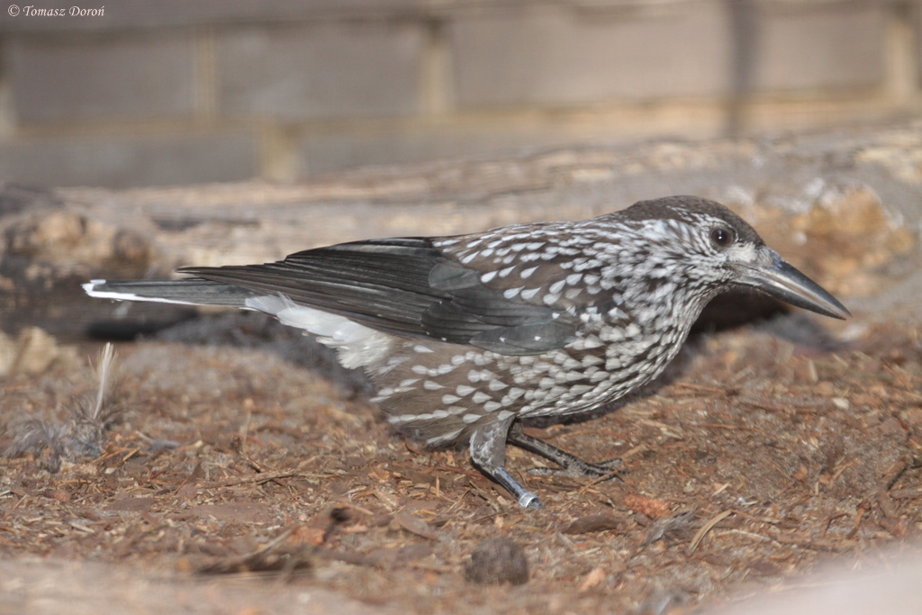 Spotted Nutcracker (Nucifraga caryocatactes)