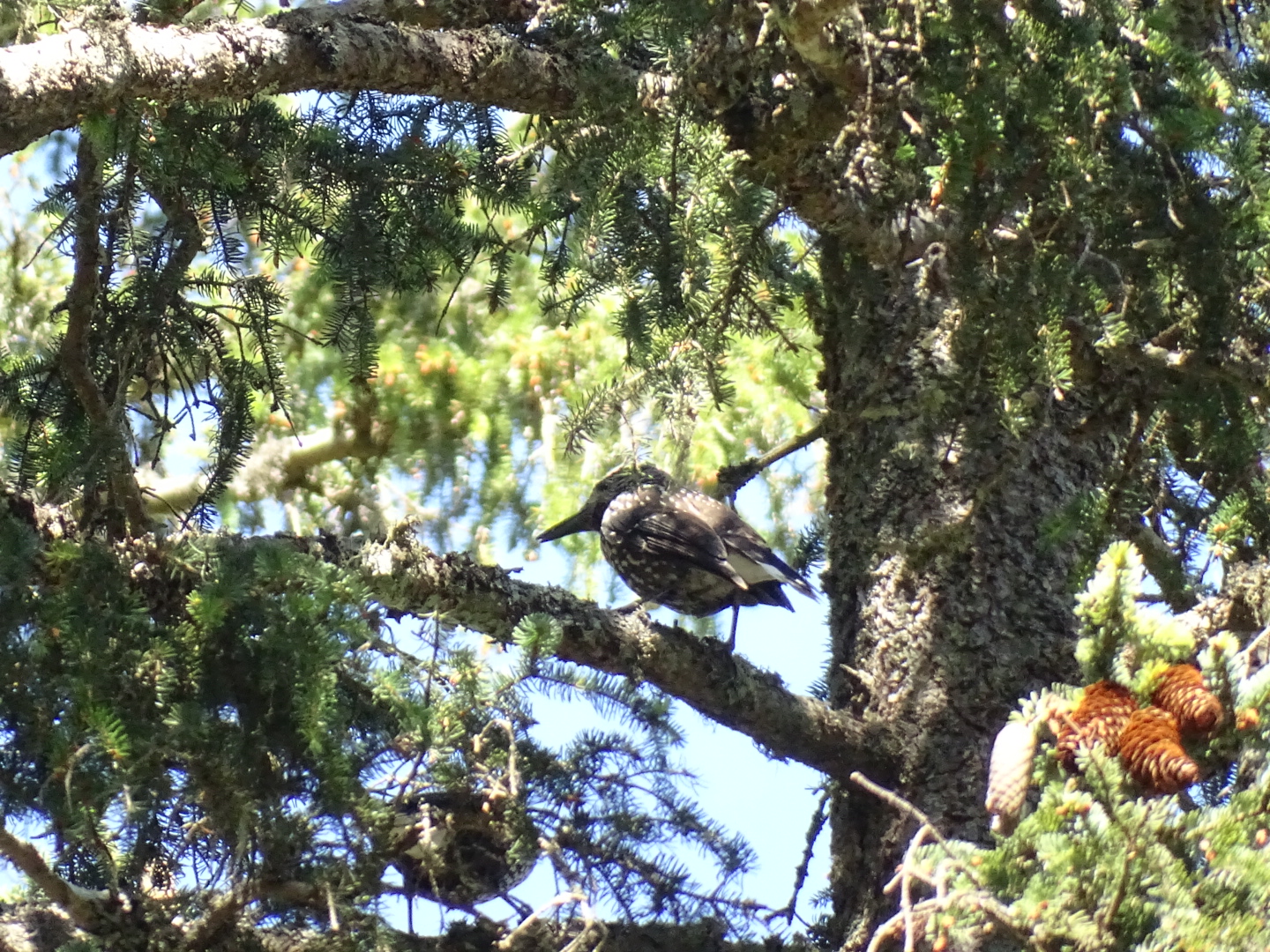 Spotted nutcracker, Nucifraga caryocatactes