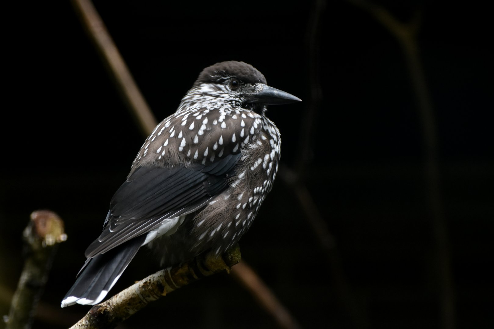 Spotted Nutcracker Nucifraga caryocatactes