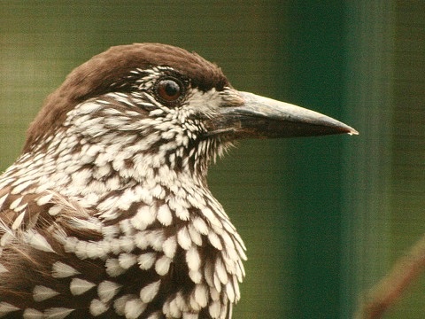 Spotted Nutcracker