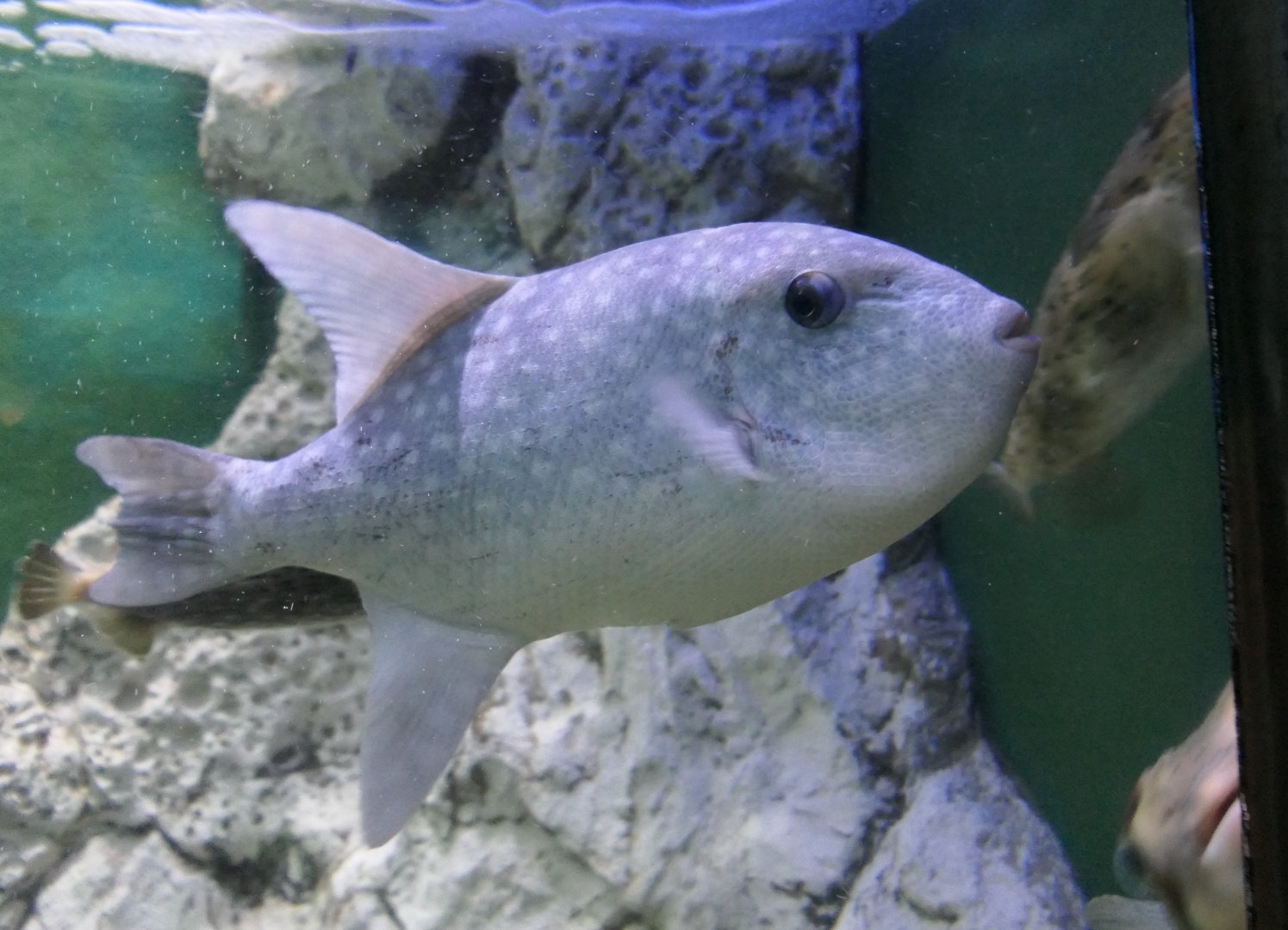 Spotted Oceanic Triggerfish (Canthidermis maculata) - Uozu Aquarium