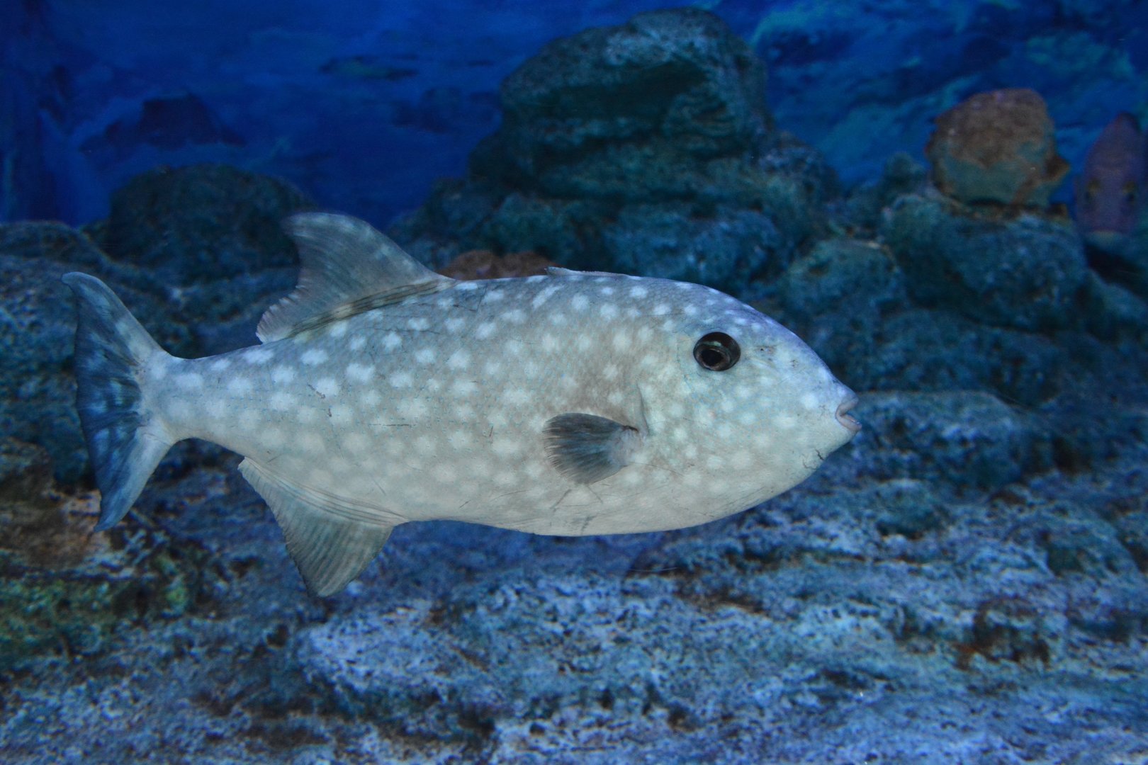 Spotted oceanic triggerfish (Canthidermis maculata)